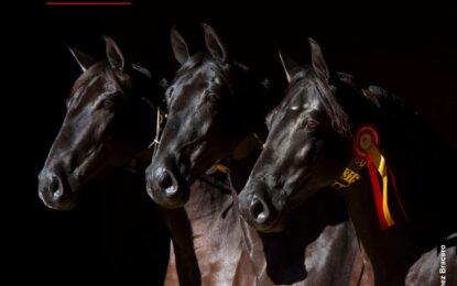 Centro Ecuestre de Castilla y León: Los mejores caballos de Pura Raza Española compiten en Segovia