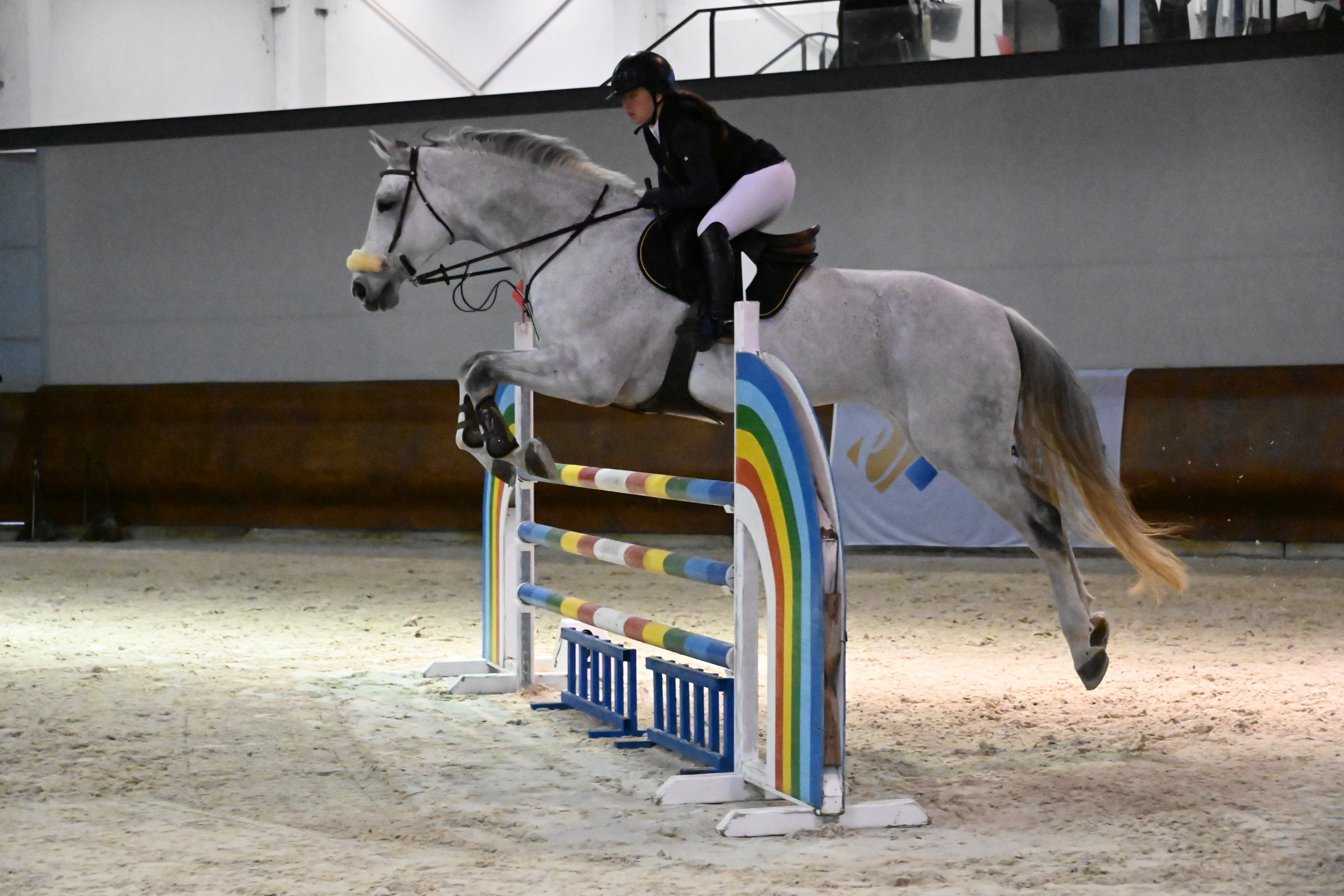 Federación Hípica de Castilla y León: Éxito del Jumping de Navidad